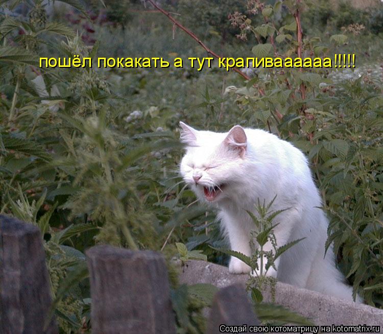 пошёл покакать а тут крапиваааааа!!!!!... Котоматрица: пошёл покакать а тут крапиваааааа!!!!!