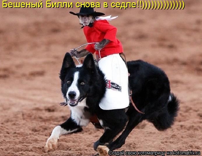 Бешеный Билли снова в седле!!))))))))))))))... Котоматрица: Бешеный Билли снова в седле!!))))))))))))))