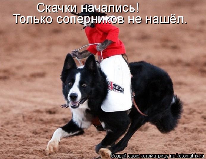 Скачки начались! Только соперников не нашёл.... Котоматрица: Скачки начались! Только соперников не нашёл.