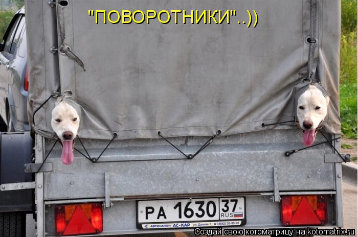 "ПОВОРОТНИКИ"..))... Котоматрица: "ПОВОРОТНИКИ"..))
