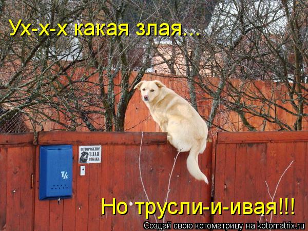 Ух-х-х какая злая... Но трусли-и-ивая!!!... Котоматрица: Ух-х-х какая злая... Но трусли-и-ивая!!!