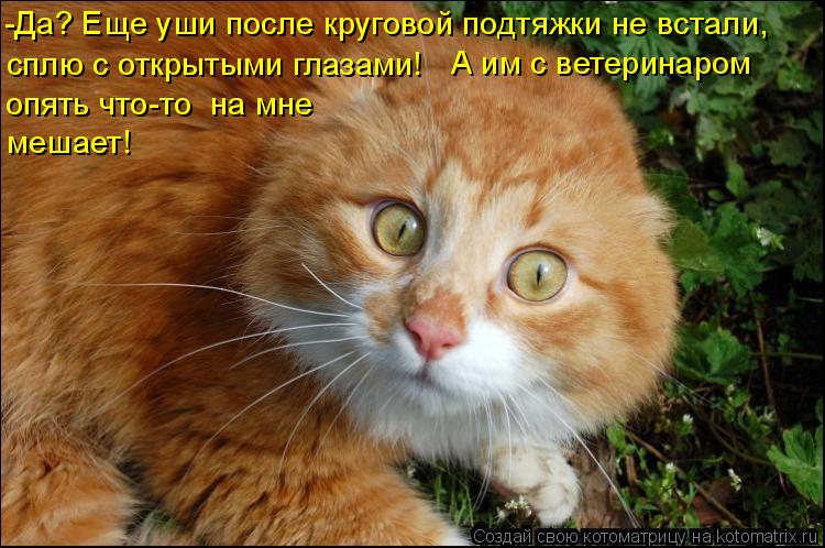 -Да? Еще уши после круговой подтяжки не встали, сплю с открытыми глазами! А им с ветеринаром опять ... Котоматрица: -Да? Еще уши после круговой подтяжки не встали, сплю с открытыми глазами! А им с ветеринаром опять что-то на мне мешает!