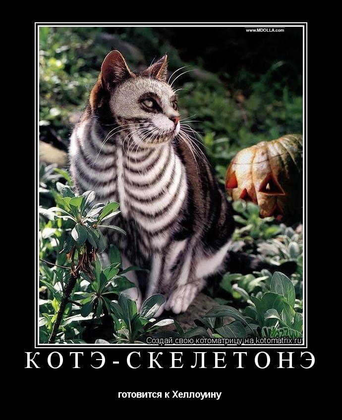 КотЭ-СкелетонЭ готовится к Хеллоуину ... Котоматрица: КотЭ-СкелетонЭ готовится к Хеллоуину