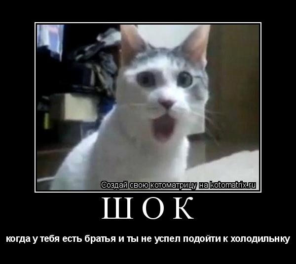 ШОК когда у тебя есть братья и ты не успел подойти к холодильнку... Котоматрица: ШОК когда у тебя есть братья и ты не успел подойти к холодильнку