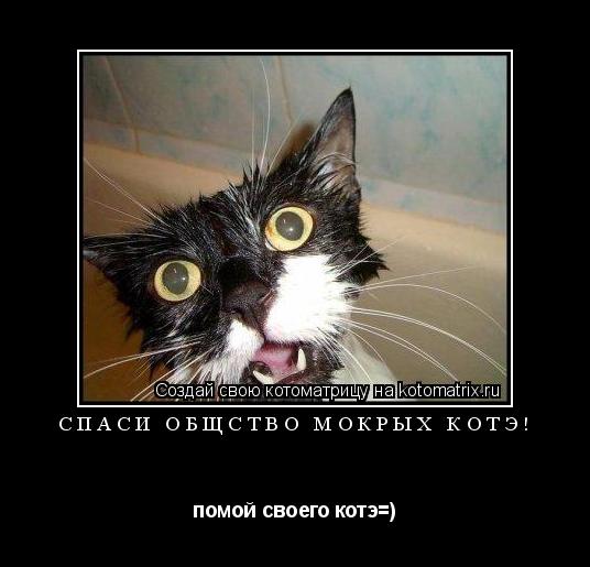спаси общство мокрых котэ! помой своего котэ=)... Котоматрица: спаси общство мокрых котэ! помой своего котэ=)