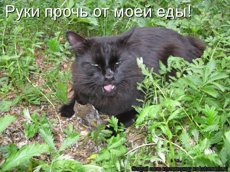 Руки прочь от моей еды!... Котоматрица: Руки прочь от моей еды!