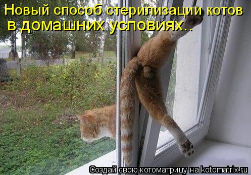 Новый способ стерилизации котов в домашних условиях..... Котоматрица: Новый способ стерилизации котов в домашних условиях..