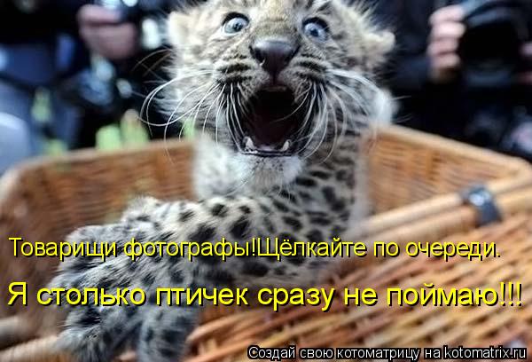 Товарищи фотографы!Щёлкайте по очереди. Я столько птичек сразу не поймаю!!!... Котоматрица: Товарищи фотографы!Щёлкайте по очереди. Я столько птичек сразу не поймаю!!!