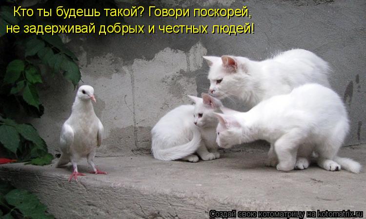 Кто ты будешь такой? Говори поскорей, не задерживай добрых и честных людей!... Котоматрица: Кто ты будешь такой? Говори поскорей, не задерживай добрых и честных людей!