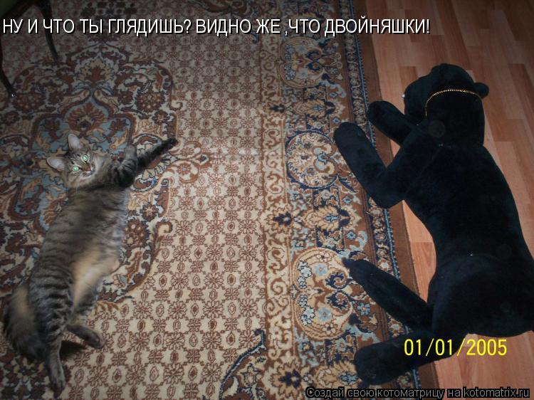 НУ И ЧТО ТЫ ГЛЯДИШЬ? ВИДНО ЖЕ ,ЧТО ДВОЙНЯШКИ!... Котоматрица: НУ И ЧТО ТЫ ГЛЯДИШЬ? ВИДНО ЖЕ ,ЧТО ДВОЙНЯШКИ!