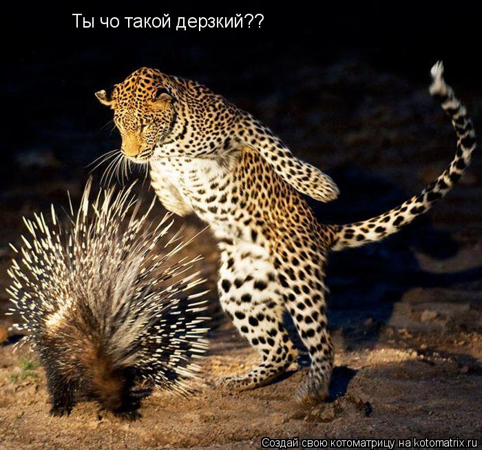 Ты чо такой дерзкий??... Котоматрица: Ты чо такой дерзкий??