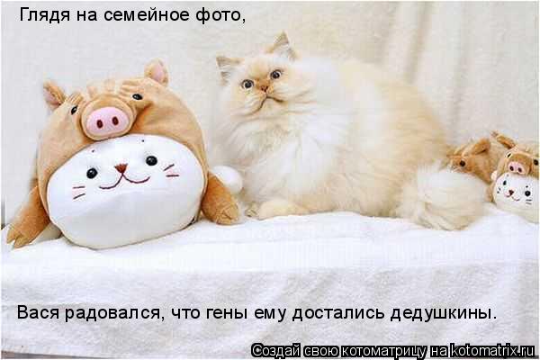 Глядя на семейное фото, Вася радовался, что гены ему достались дедушкины.... Котоматрица: Глядя на семейное фото, Вася радовался, что гены ему достались дедушкины.
