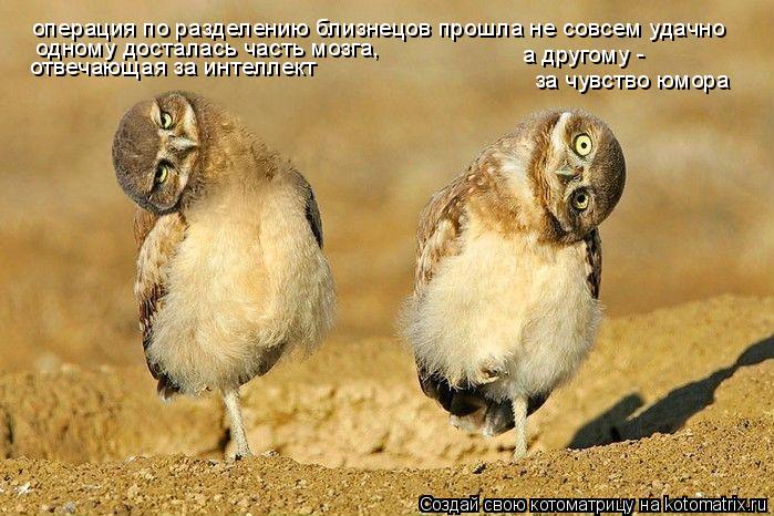 операция по разделению близнецов прошла не совсем удачно одному досталась часть мозга, отвечающая за... Котоматрица: операция по разделению близнецов прошла не совсем удачно одному досталась часть мозга, отвечающая за интеллект а другому - за чувство юмо
