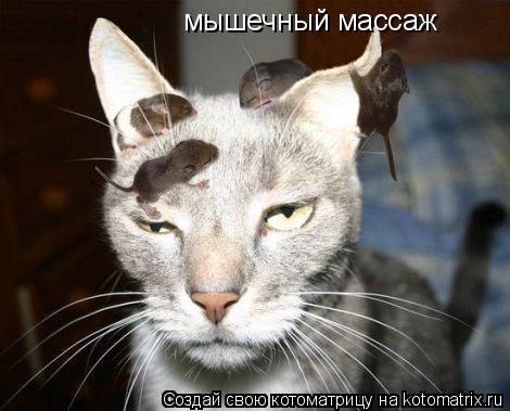 мышечный массаж... Котоматрица: мышечный массаж