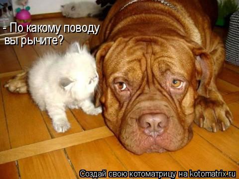Котоматрица: - По какому поводу вы рычите?