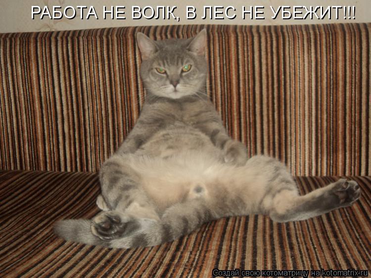 РАБОТА НЕ ВОЛК, В ЛЕС НЕ УБЕЖИТ!!!... Котоматрица: РАБОТА НЕ ВОЛК, В ЛЕС НЕ УБЕЖИТ!!!