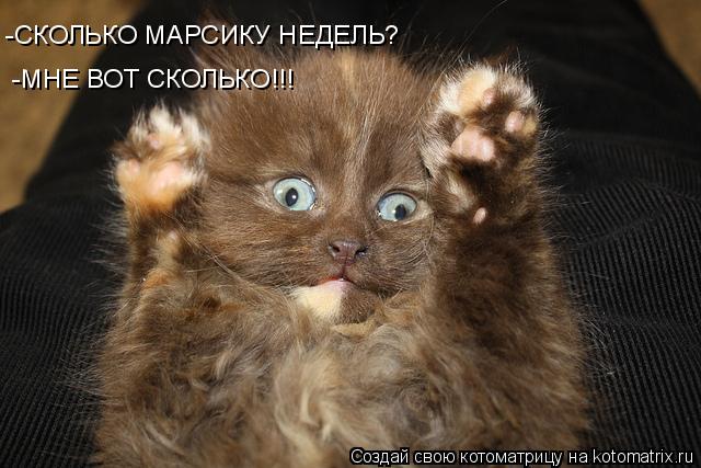 Котоматрица: -МНЕ ВОТ СКОЛЬКО!!! -СКОЛЬКО МАРСИКУ НЕДЕЛЬ?