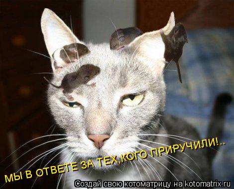 Котоматрица: МЫ В ОТВЕТЕ ЗА ТЕХ,КОГО ПРИРУЧИЛИ!.. МЫ В ОТВЕТЕ ЗА ТЕХ,КОГО ПРИРУЧИЛИ!..