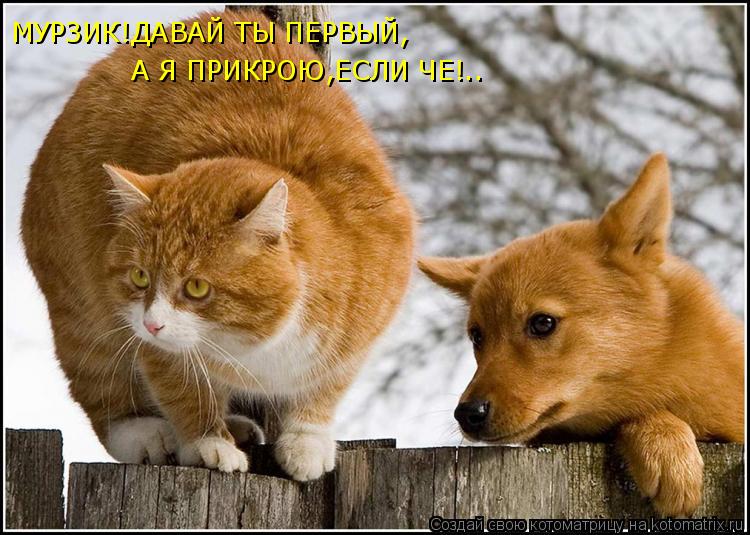 Котоматрица: МУРЗИК!ДАВАЙ ТЫ ПЕРВЫЙ, А Я ПРИКРОЮ,ЕСЛИ ЧЕ!..