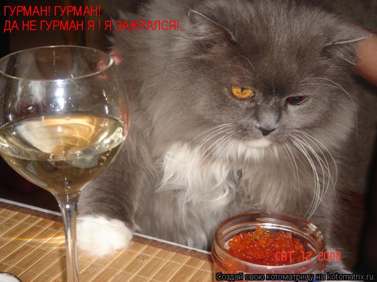 Котоматрица: ГУРМАН! ГУРМАН! ДА НЕ ГУРМАН Я ! Я ЗАЖРАЛСЯ!..