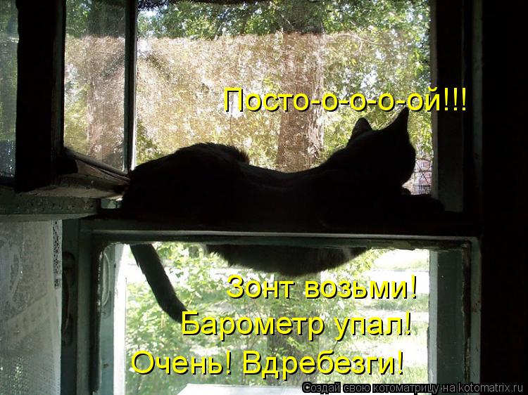 Котоматрица: Посто-о-о-о-ой!!! Зонт возьми! Барометр упал! Очень! Вдребезги!