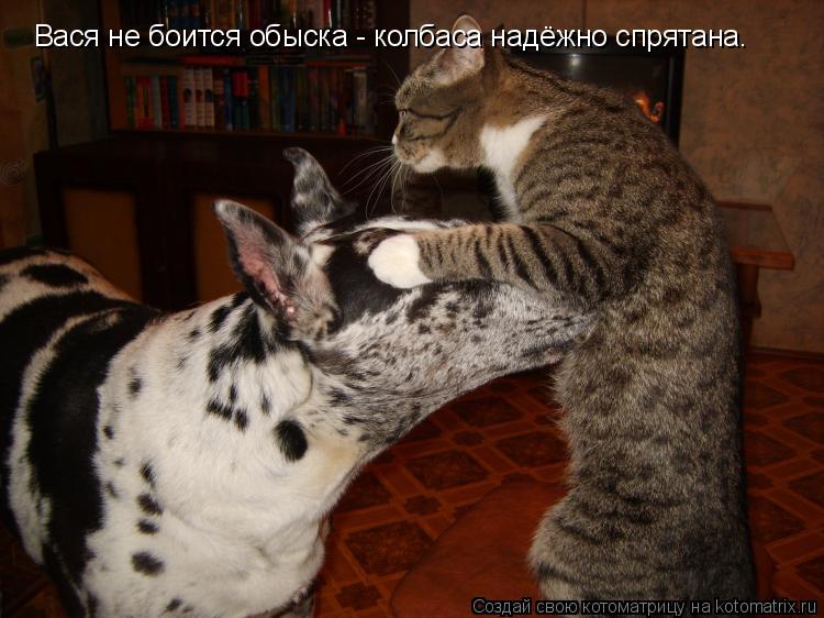 Котоматрица: Вася не боится обыска - колбаса надёжно спрятана.