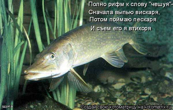 Котоматрица: Полно рифм к слову "чешуя"- Сначала выпью вискаря, Потом поймаю пескаря И съем его я втихоря