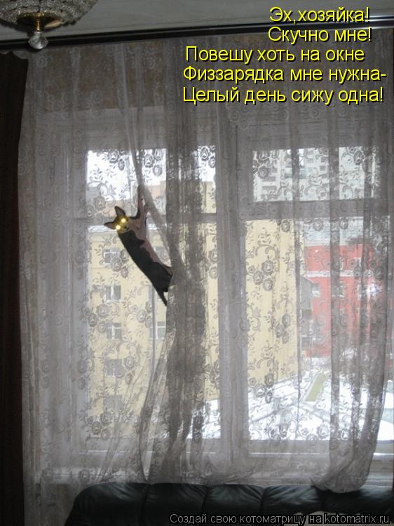 Котоматрица: Эх,хозяйка! Скучно мне! Повешу хоть на окне Физзарядка мне нужна- Целый день сижу одна!