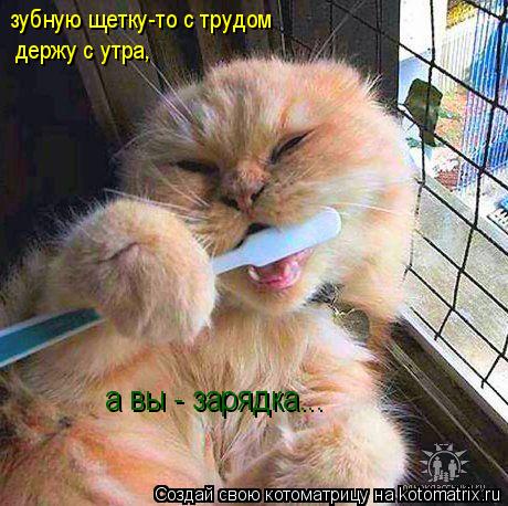 зубную щетку-то с трудом держу с утра, а вы - зарядка...... Котоматрица: зубную щетку-то с трудом держу с утра, а вы - зарядка...
