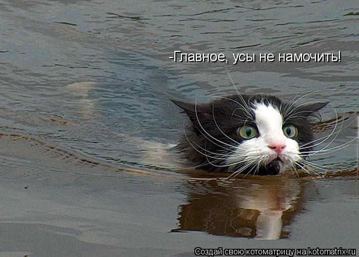 Котоматрица: -Главное, усы не намочить!