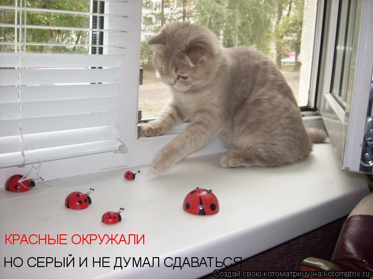 КРАСНЫЕ ОКРУЖАЛИ НО СЕРЫЙ И НЕ ДУМАЛ СДАВАТЬСЯ... Котоматрица: КРАСНЫЕ ОКРУЖАЛИ НО СЕРЫЙ И НЕ ДУМАЛ СДАВАТЬСЯ