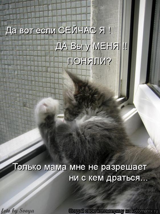 Да вот если СЕЙЧАС Я ! ДА Вы у МЕНЯ !! ПОНЯЛИ? Только мама мне не разрешает ни с кем драться...... Котоматрица: Да вот если СЕЙЧАС Я ! ДА Вы у МЕНЯ !! ПОНЯЛИ? Только мама мне не разрешает ни с кем драться...
