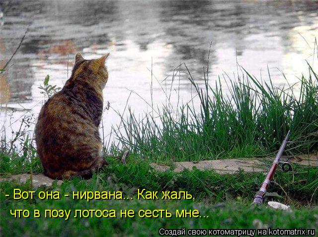 - Вот она - нирвана... Как жаль, что в позу лотоса не сесть мне...... Котоматрица: - Вот она - нирвана... Как жаль, что в позу лотоса не сесть мне...