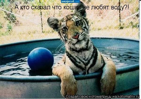 А кто сказал что кошки не любят воду?!... Котоматрица: А кто сказал что кошки не любят воду?!
