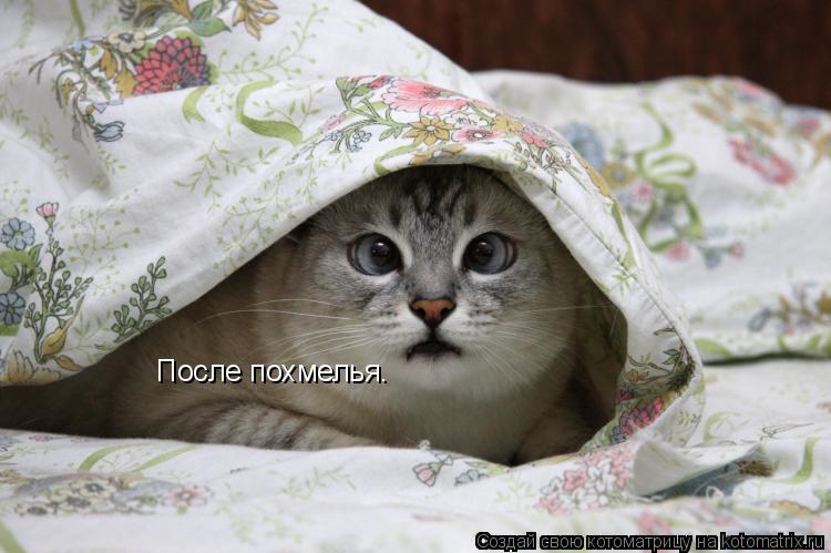 После похмелья.... Котоматрица: После похмелья.