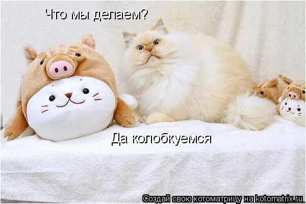 Что мы делаем? Да колобкуемся... Котоматрица: Что мы делаем? Да колобкуемся