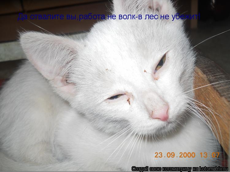 Да отвалите вы,работа не волк-в лес не убежит!... Котоматрица: Да отвалите вы,работа не волк-в лес не убежит!