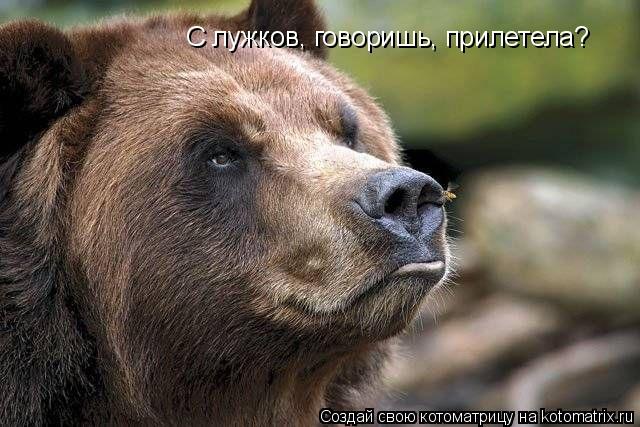 C лужков, говоришь, прилетела?... Котоматрица: C лужков, говоришь, прилетела?