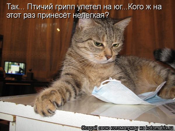 Так... Птичий грипп улетел на юг...Кого ж на этот раз принесёт нелегкая?... Котоматрица: Так... Птичий грипп улетел на юг...Кого ж на этот раз принесёт нелегкая?