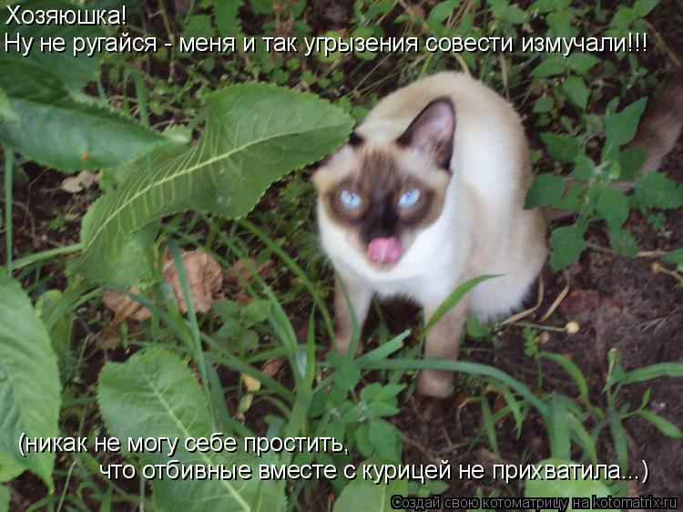 Ну не ругайся - меня и так угрызения совести измучали!!! Хозяюшка! (никак не могу себе простить, что... Котоматрица: Ну не ругайся - меня и так угрызения совести измучали!!! Хозяюшка! (никак не могу себе простить, что отбивные вместе с курицей не прихватила...