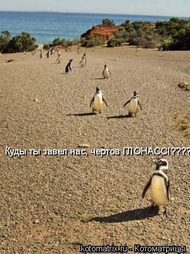 Куды ты завел нас, чертов ГЛОНАСС!????... Котоматрица: Куды ты завел нас, чертов ГЛОНАСС!????