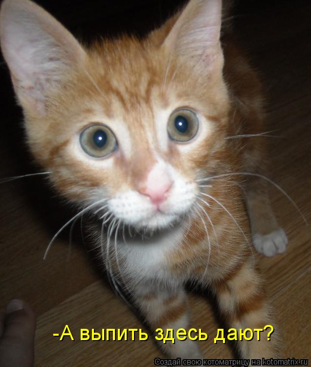 -А выпить здесь дают?... Котоматрица: -А выпить здесь дают?