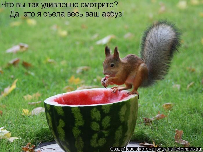 Что вы так удивленно смотрите? Да, это я съела весь ваш арбуз!... Котоматрица: Что вы так удивленно смотрите? Да, это я съела весь ваш арбуз!