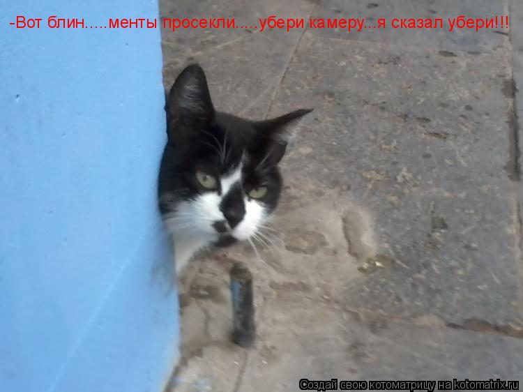 -Вот блин.....менты просекли.....убери камеру...я сказал убери!!!... Котоматрица: -Вот блин.....менты просекли.....убери камеру...я сказал убери!!!