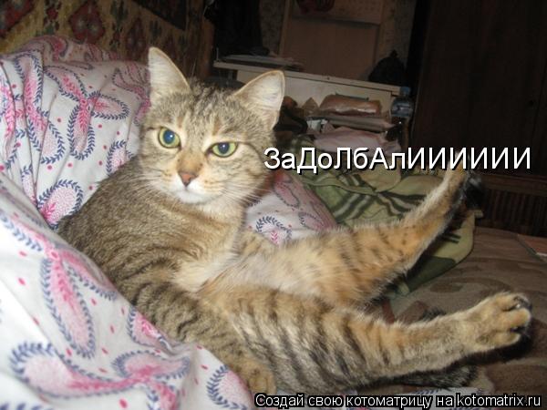 ЗаДоЛбАлИИИИИИ... Котоматрица: ЗаДоЛбАлИИИИИИ