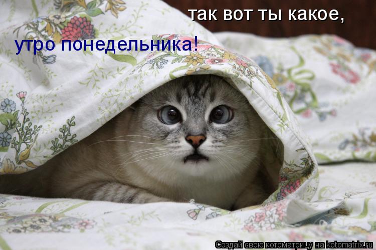 так вот ты какое, утро понедельника!... Котоматрица: так вот ты какое, утро понедельника!