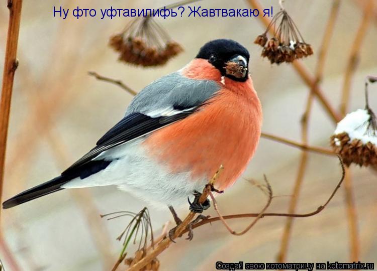 Ну фто уфтавилифь? Жавтвакаю я!... Котоматрица: Ну фто уфтавилифь? Жавтвакаю я!