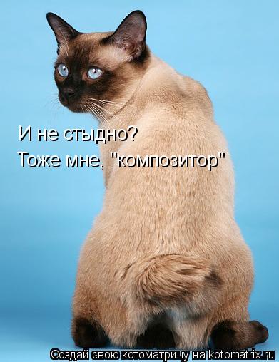 И не стыдно? Тоже мне, "композитор"... Котоматрица: И не стыдно? Тоже мне, "композитор"