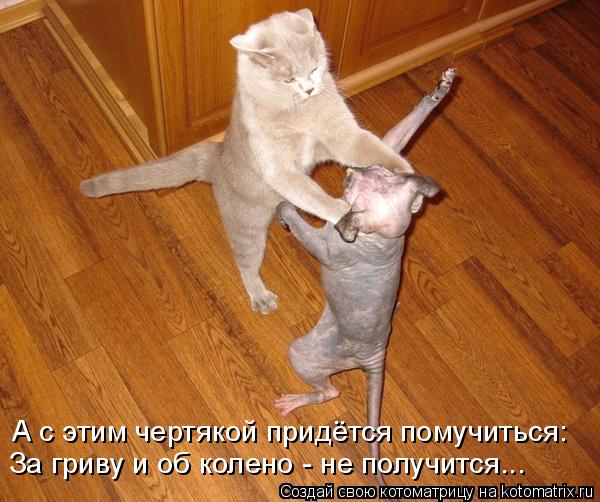 А с этим чертякой придётся помучиться: За гриву и об колено - не получится...... Котоматрица: А с этим чертякой придётся помучиться: За гриву и об колено - не получится...