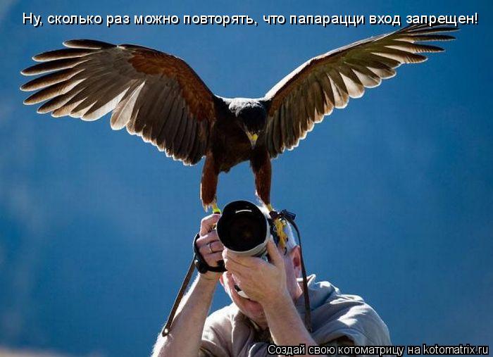 Ну, сколько раз можно повторять, что папарацци вход запрещен!... Котоматрица: Ну, сколько раз можно повторять, что папарацци вход запрещен!